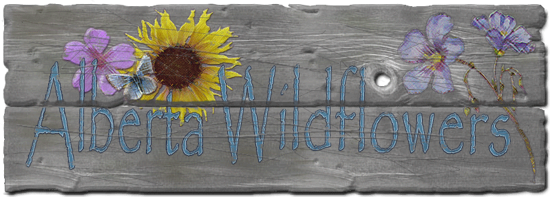 Wild Flower Seeds and Wild Flower Plants